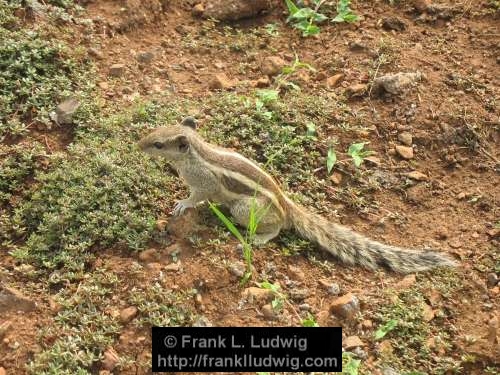 Chipmunk, Maharashtra, Bombay, Mumbai, India